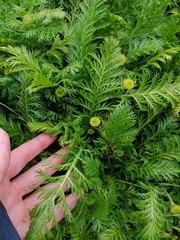 Leptinella plumosa
