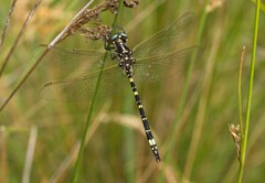 Synthemis eustalacta