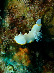 Ardeadoris egretta