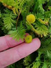 Leptinella plumosa