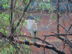 Accipiter minullus