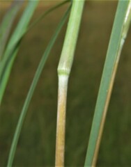 Andropogon schirensis