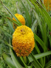 Bulbinella rossii