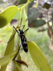 Limoniidae
