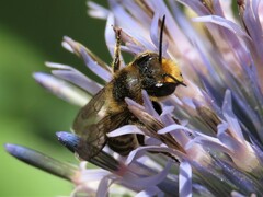 Megachile