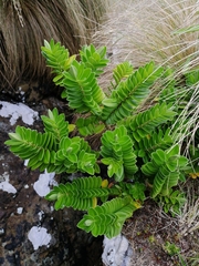 Veronica elliptica