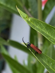 Porrostoma rufipenne