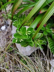 Veronica elliptica