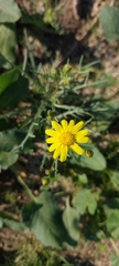 Senecio glaucus