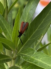 Porrostoma rufipenne