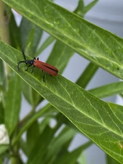 Porrostoma rufipenne