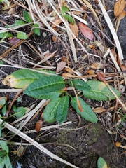Rumex neglectus