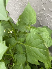 Solanum nigrum