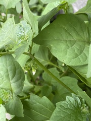 Solanum nigrum