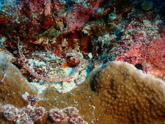 Corythoichthys ocellatus