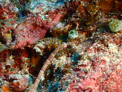 Corythoichthys ocellatus