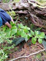 Coprosma foetidissima