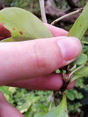 Coprosma foetidissima