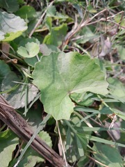 Centella asiatica