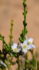 Cyanothamnus coerulescens
