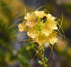 Calytrix involucrata