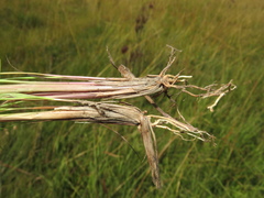 Andropogon schirensis