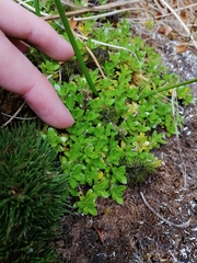 Coprosma perpusilla subantarctica