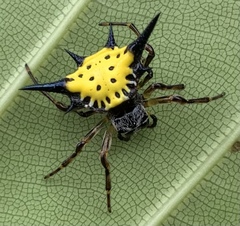 Macracantha hasselti