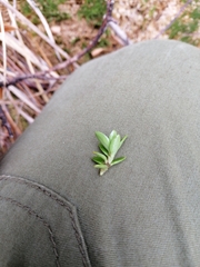 Coprosma perpusilla subantarctica