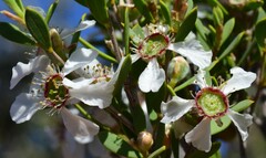 Leptospermum coriaceum
