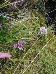 Gentianella cerina