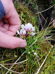 Gentianella cerina