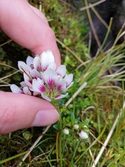 Gentianella cerina