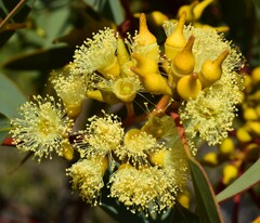 Eucalyptus socialis