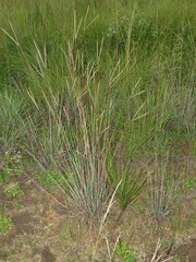 Andropogon schirensis