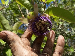 Passiflora laurifolia