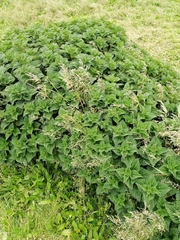 Urtica australis