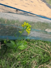 Brassica rapa