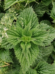 Urtica australis