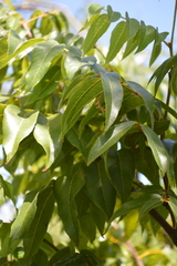 Libidibia monosperma