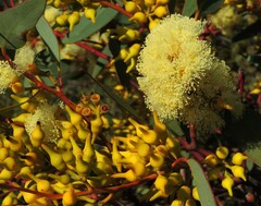 Eucalyptus socialis