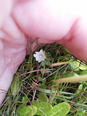 Epilobium brunnescens