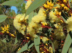 Eucalyptus socialis