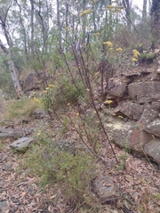 Cassinia aureonitens