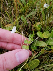 Epilobium brunnescens