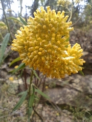 Cassinia aureonitens
