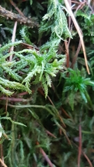 Sphagnum squarrosum