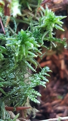 Sphagnum squarrosum
