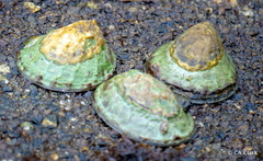 Patellogastropoda