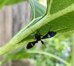 Pristaulacus fasciatus